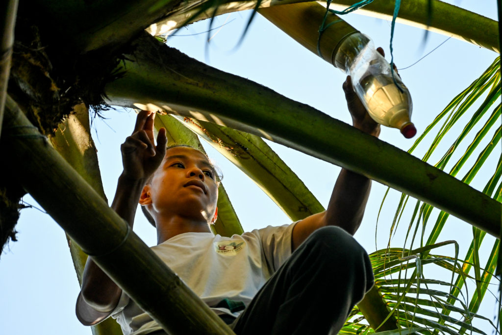 Paolo Maido, 18, watched his family harvest coconut sap at a young age. He is now a skilled and agile worker in the farm, who can swiftly move across the bamboo bridges connecting the coconut trees.  Maureen talks about moving coconut farmers from other provinces who are not making ends meet, and inviting them to work at their farm with their families.  Pasciolco Agri-Ventures has more than 100 farmers.
