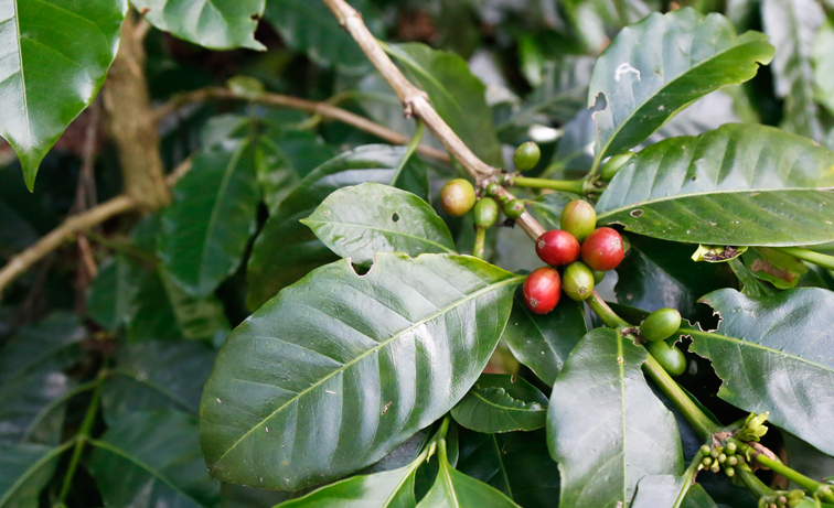 Coffee fruits at Ola farms, ready for picking