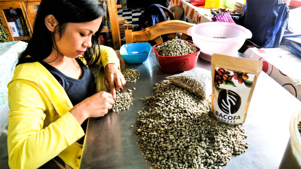 In the process of carefully sorting coffee beans