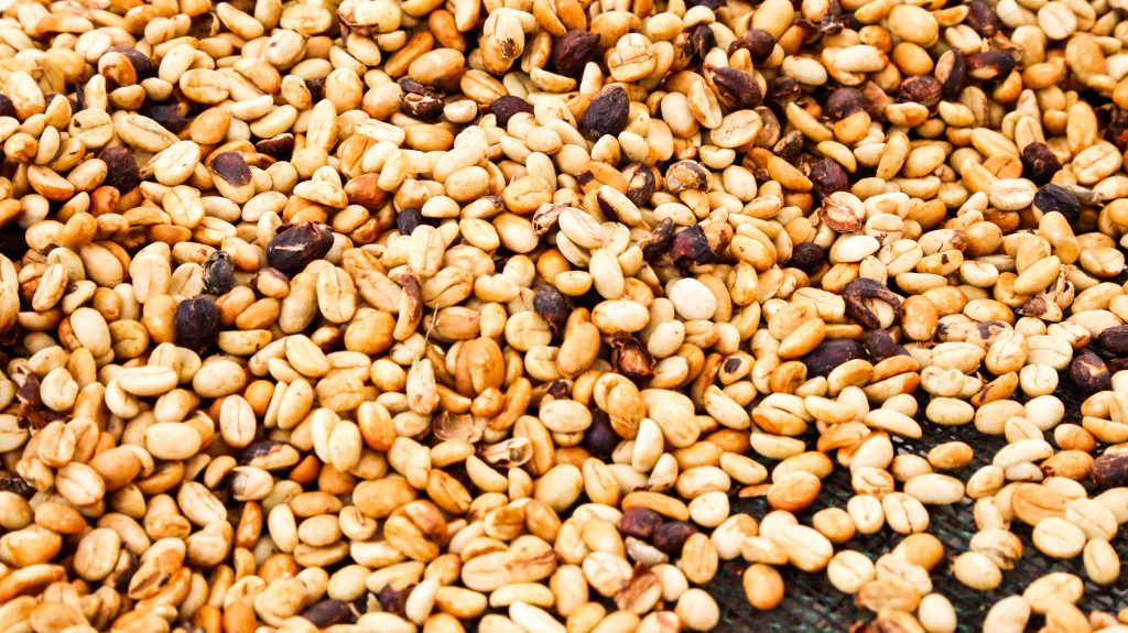 Freshly-dried raw coffee beans