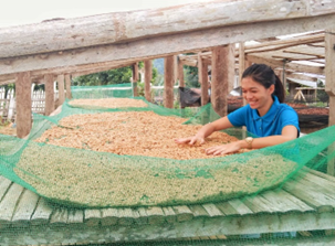 Young coffee farmer Eljean Dagohoy from Bukidnon placed 4th under the Robusta category during the PCQC 2022.