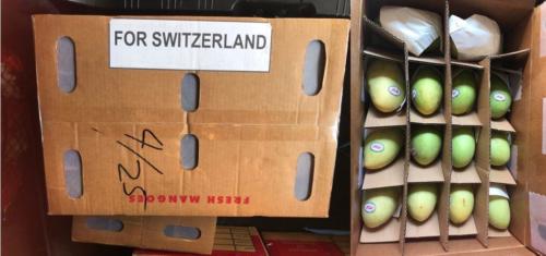 Fresh Philippine Mangoes now in Switzerland